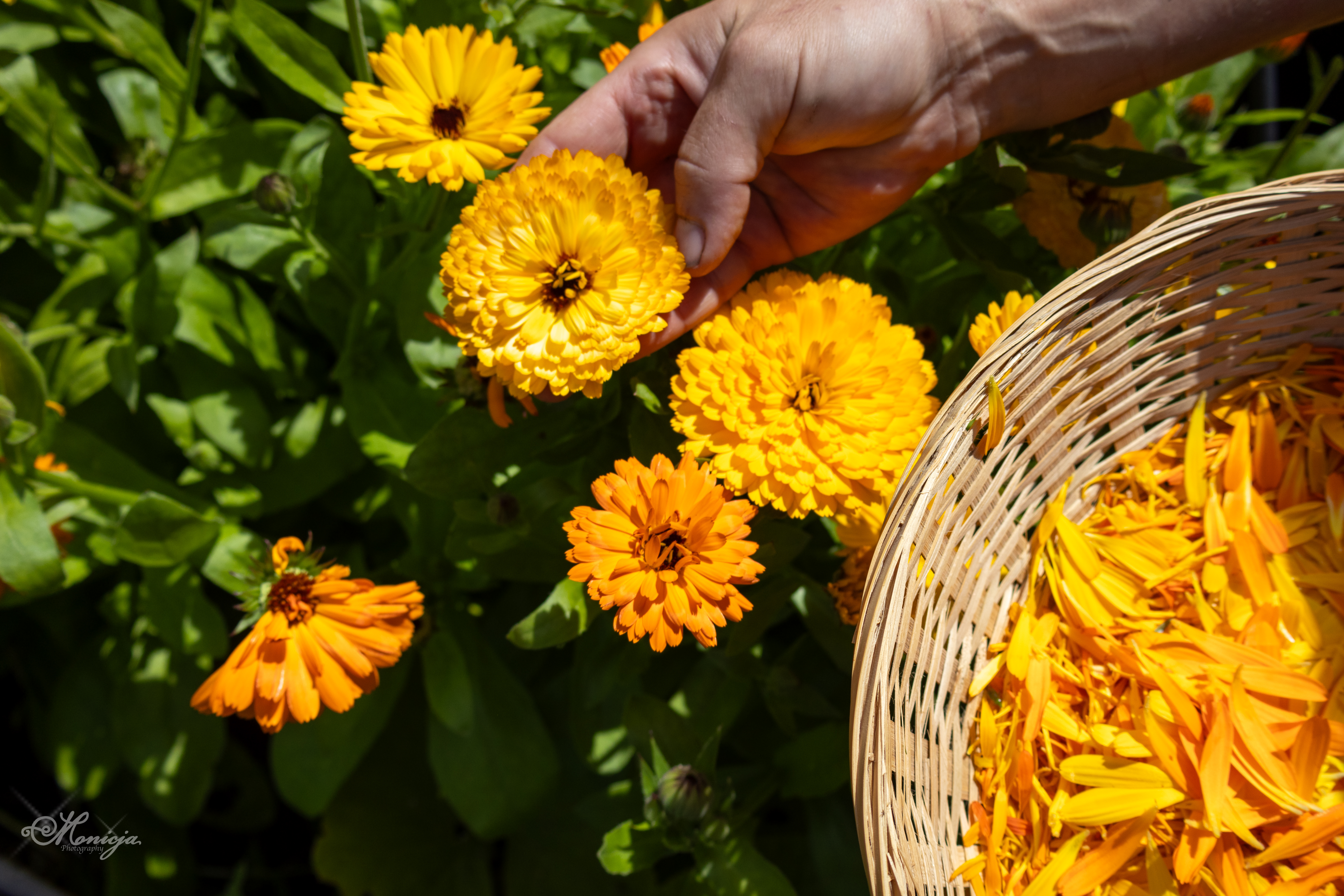 Person gathering fresh marigold petals into a woven basket—capturing a slow, mindful garden harvest rooted in herbal tradition.