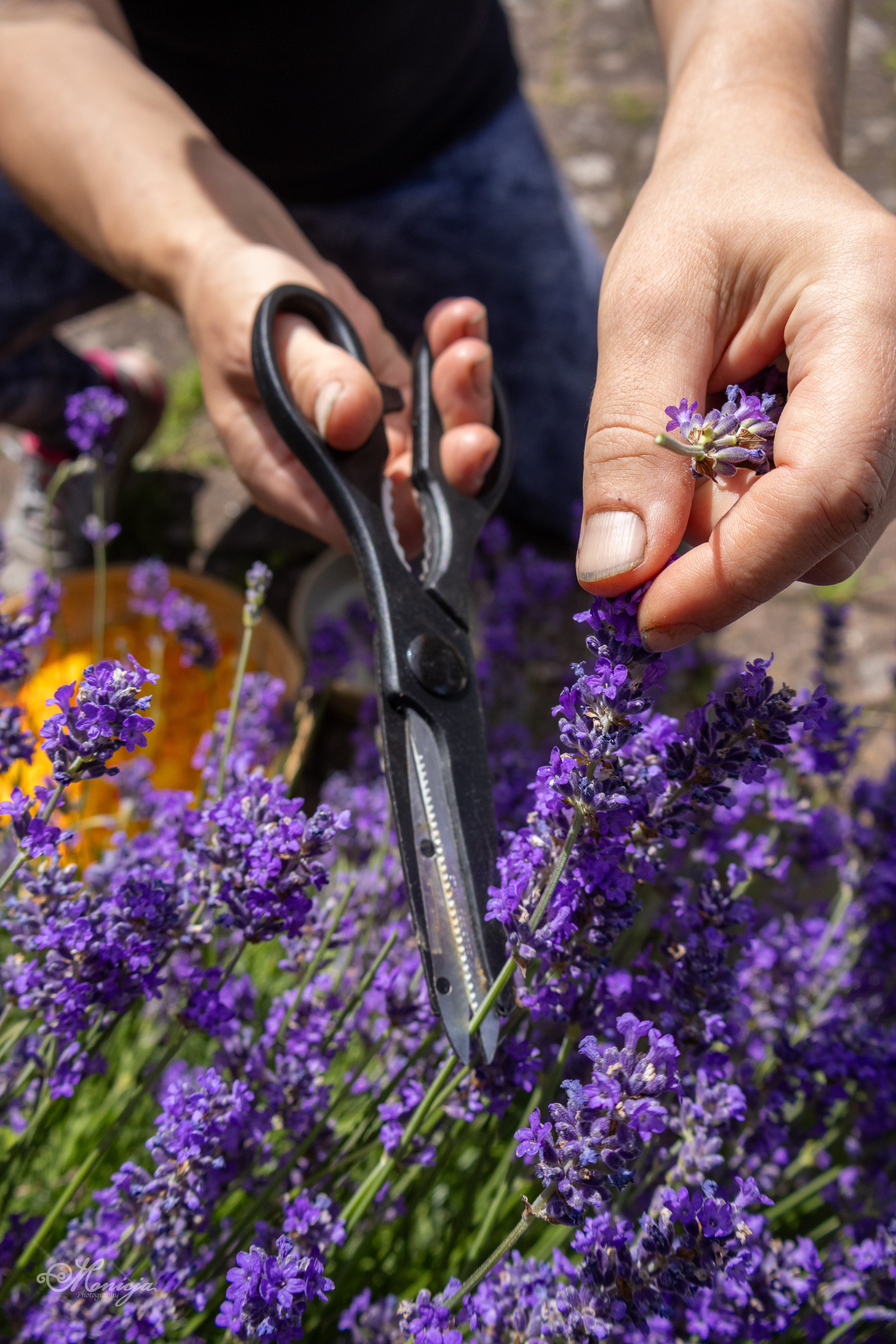 Person harvesting lavender with scissors in a garden—capturing a slow living moment of herbal gathering, self-care, and seasonal ritual.