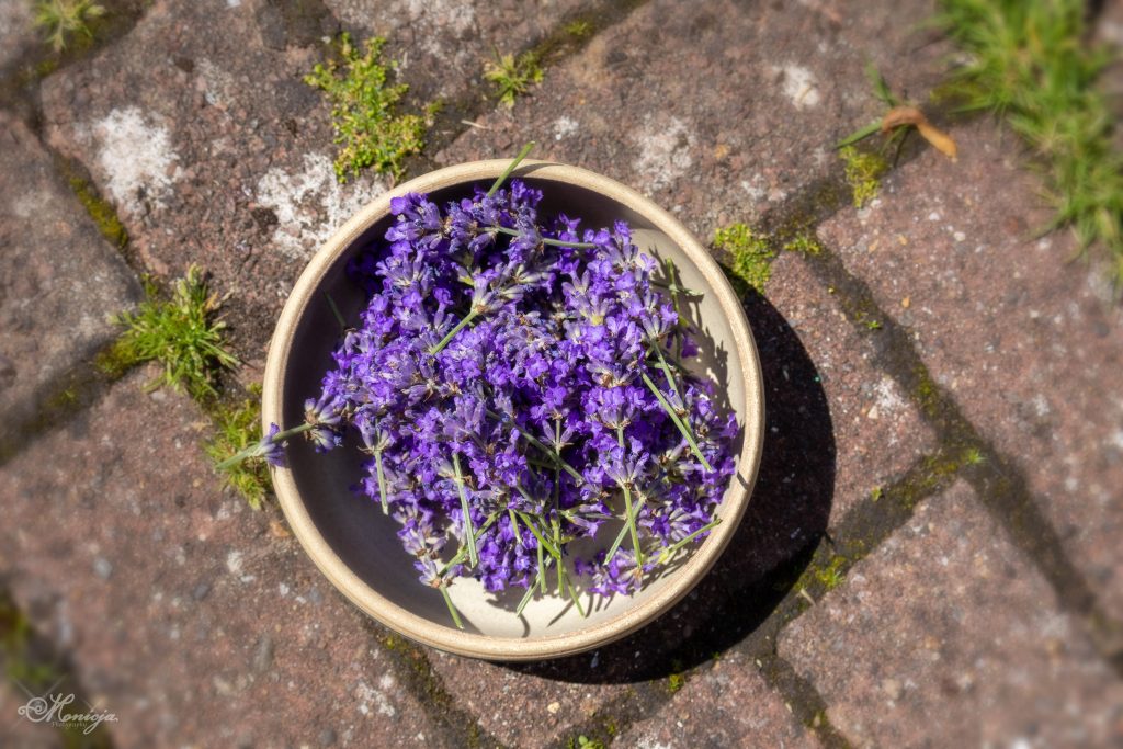 Freshly cut lavender drying in a rustic woven basket – natural skincare ingredients from Midlothian