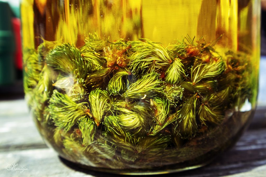 Glass jar filled with dried spruce tips infusing in golden oil, used in natural remedies, herbal skincare, or home apothecary.